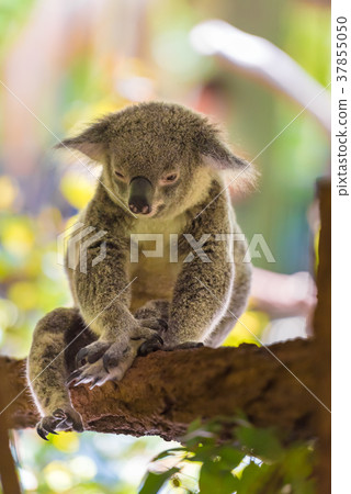 Portrait of koala marsupial native to Australia 37855050