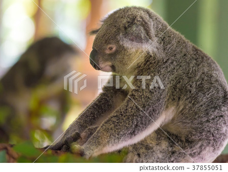 Portrait of koala marsupial native to Australia Portrait of koala marsupial native to Australia 37855051