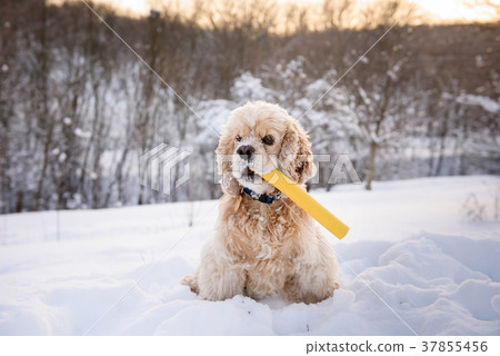 Dog sits in a snowdrift with stick in mouth Dog sits in a snowdrift with stick in mouth 37855456