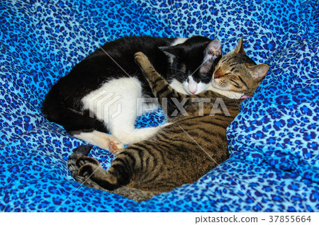 A pheasant cat and a honeybee cat A pheasant cat and a honeybee cat 37855664