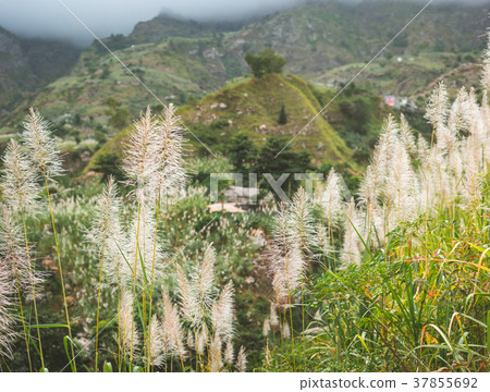 Landscape of vegetation and mountains and some 37855692