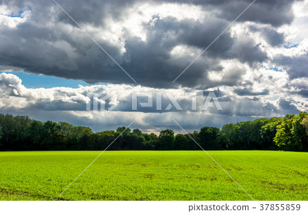 Sunlit Meadow and Forest with Thunderclouds Sunlit Meadow and Forest with Thunderclouds 37855859