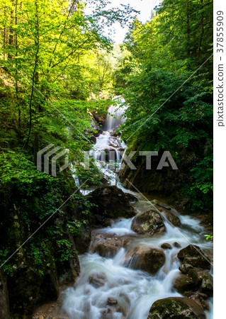 Creek with Waterfall in Forest in Austria Creek with Waterfall in Forest in Austria 37855909