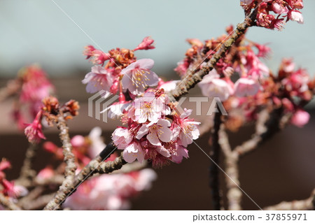 Zenkoku-ji（Muneshi市）的梅花 37855971