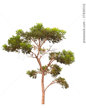Isolated tree with green leaf. 37856532