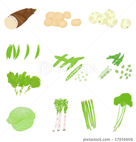 Illustration set of spring vegetables 37856608