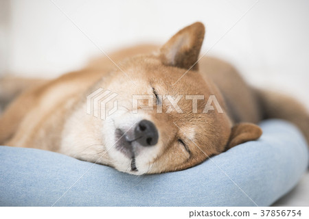可愛的睡覺狗 37856754