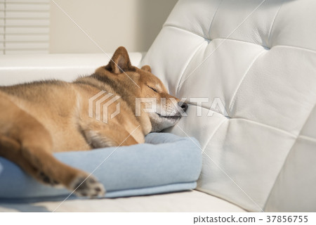 Cute sleeping dog 37856755