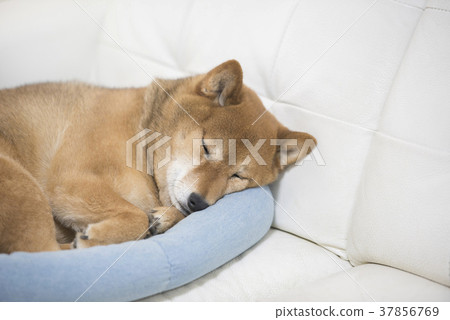 Cute sleeping dog 37856769
