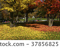 Asahikawa _ Tokiwa Park in Autumn 37856825