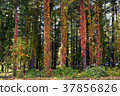Asahikawa _ sample forest 37856826