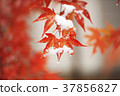 Maple in winter 37856827