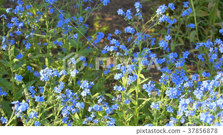 16: 9 Shinawasrenegusa (blue): Shinoglossum 37856878