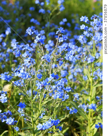 Shinawasuregusa (blue): Shino Glossum 37856879