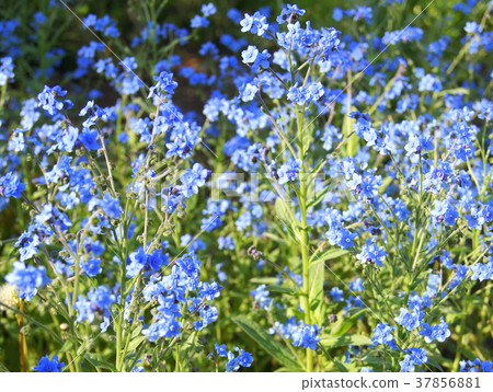 Shinawasuregusa（藍色）：Shino Glossum 37856881