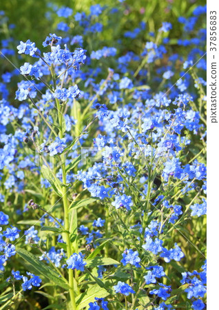 Shinawasuregusa (blue): Shino Glossum Shinawasuregusa (blue): Shino Glossum 37856883