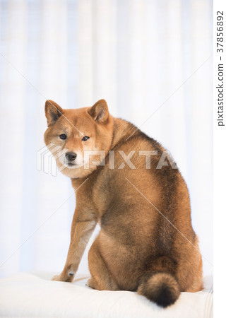 Shiba Dori Turning Around Stock Photo 37856892 Pixta