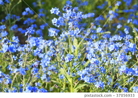 Shinawasuregusa（藍色）：Shino Glossum 37856933