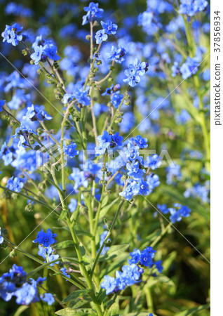 Shinawasuregusa (blue): Shino Glossum Shinawasuregusa (blue): Shino Glossum 37856934