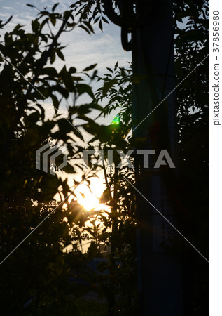 剪毛，樹葉 37856980