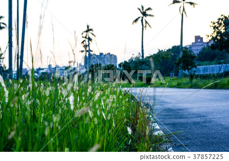 加爾草，公園 37857225
