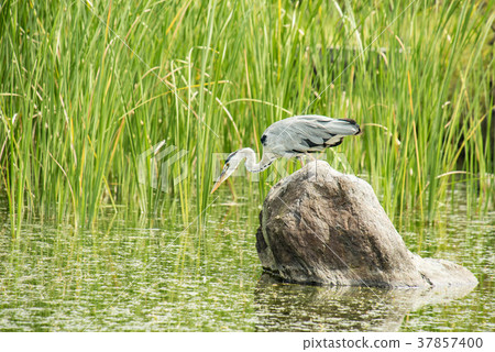Heron aiming at prey Heron aiming at prey 37857400