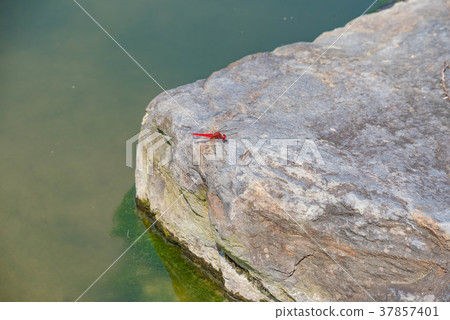 Dragonfly resting feathers on rocks Dragonfly resting feathers on rocks 37857401