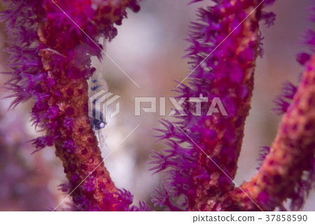 Isobana clown Isobana clown 37858590