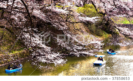 櫻花公園 櫻花公園 37858653