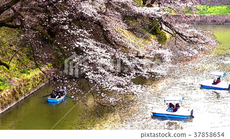 櫻花公園 37858654