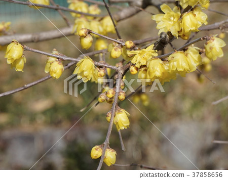再見黃色花02 37858656