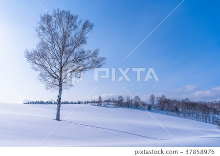 “北海道”美瑛山/冬季溫和七 “北海道”美瑛山/冬季溫和七 37858976