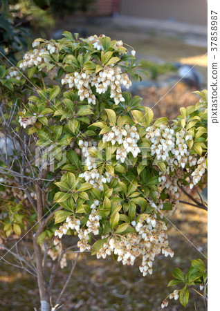 Asebi (white): Caterpillar tree 37858987