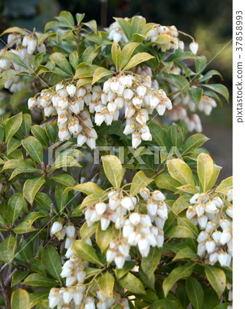 Asebi (white): Caterpillar tree 37858993