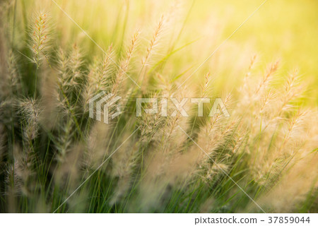 Grasses field on the sunrise. Grasses field on the sunrise. 37859044
