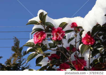 冷山茶花 37859152