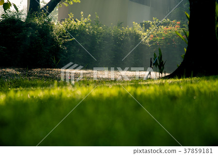 Grass Background 37859181