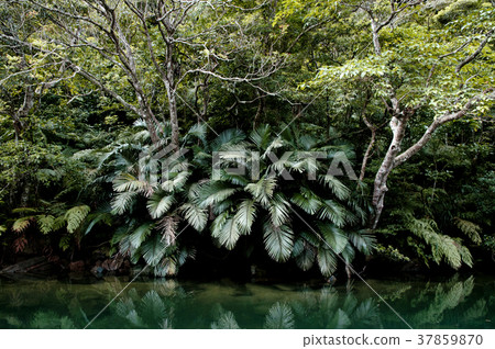 Rush mangrove forest Iriomote, Taketomi, Okinawa Rush mangrove forest Iriomote, Taketomi, Okinawa 37859870