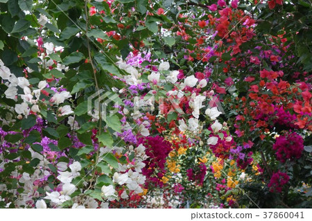 鹿兒島縣和泉市長島鎮九重葛花紅白黃 照片素材 圖片 圖庫