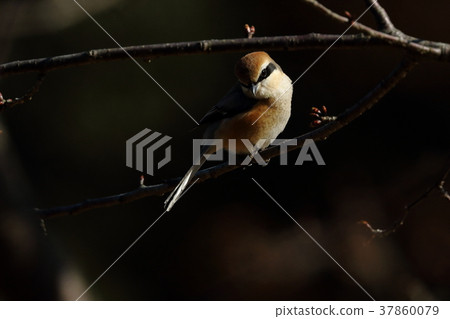 Creatures Birds Birds stop at the twig and are searching for prey. It seems that I found something 37860079