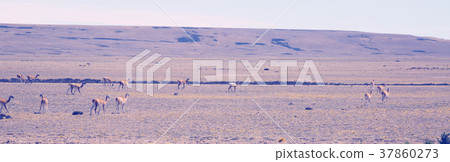 Herd of lamas in steppe of Patagonia Herd of lamas in steppe of Patagonia 37860273
