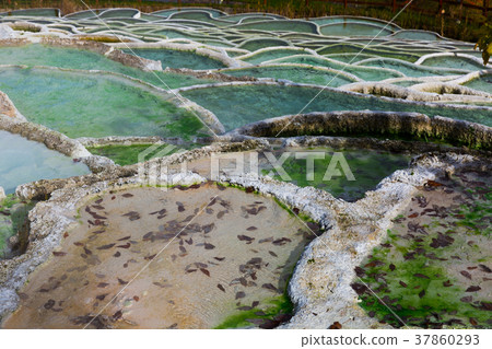 Mineral terraces in Egerszalok thermal spa 37860293
