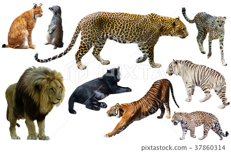 Set of wild mammals isolated over white Set of wild mammals isolated over white 37860314