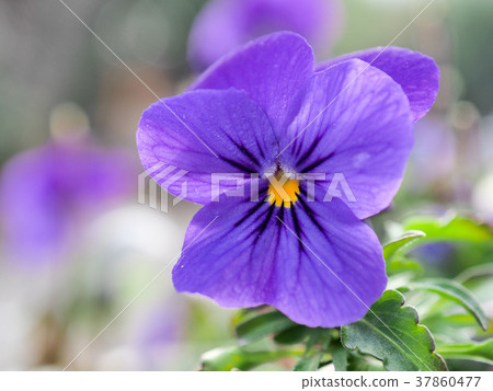 Viola Viola 37860477