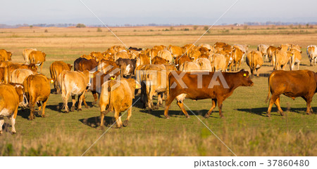 Image of cows in the steppes in hungarian Hortobagy Image of cows in the steppes in hungarian Hortobagy 37860480