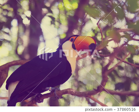 Toco toucan 37860516