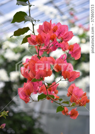 Bougainvillea flower red white yellow, Nagashima town, Izumi city, Kagoshima prefecture 37860553