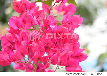 Bougainvillea flower red white yellow, Nagashima town, Izumi city, Kagoshima prefecture Bougainvillea flower red white yellow, Nagashima town, Izumi city, Kagoshima prefecture 37860559