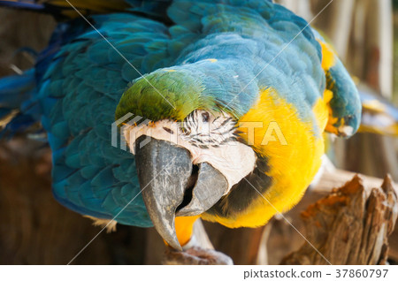 full colour bird 37860797