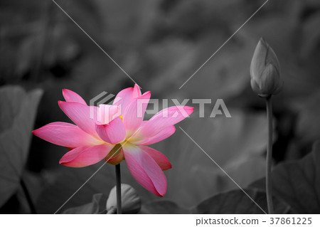 開花，花，蓮花，綠色葉子，浪端的白色泡沫，開花的花 37861225